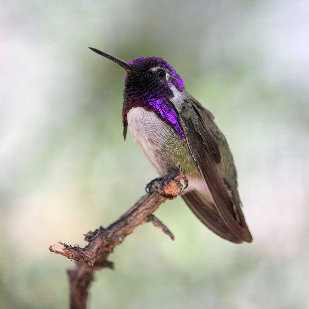 hummingbirds for kids fun facts and activities hummingbirds for kids fun facts and activities