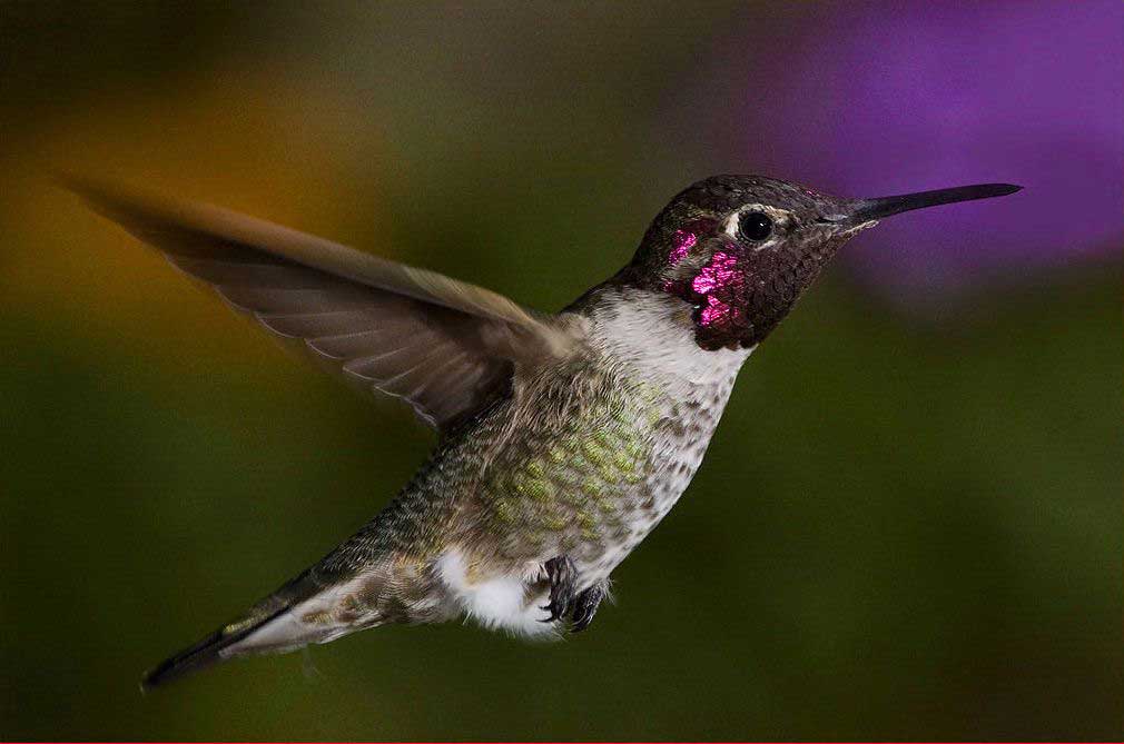 hummingbirds for kids fun facts and activities hummingbirds for kids fun facts and activities