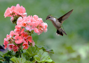Humming Birds on If You Would Like To Know How To Attract Hummingbirds With