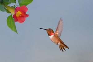 Hummingbird at a Trumpet Flower Hummingbird at a Trumpet Flower
