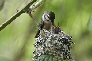 Baby Hummingbirds Pictures on Since These Babies Grow Quickly  Doubling In Size Everyday During