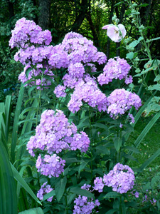 Phlox Plant
