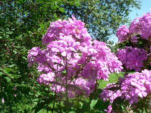 Phlox Flower