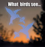 Window Decal