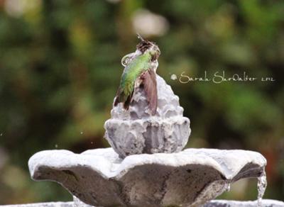 Anna's Hummer in Fountain