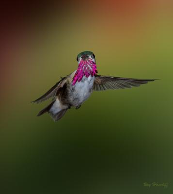 hummingbird in british columbia hummingbird in british columbia