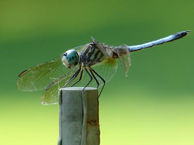 Love Dragonflys...in my garden