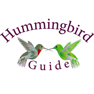 Hummingbird Size Chart