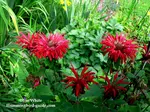 Bee-Balm-Our-600px.jpg