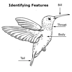 Hummingbird Indentifying Features