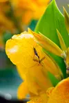 Insect-on-Flower-320px.jpg