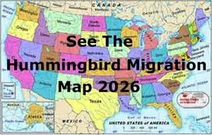 2026 Hummingbird Spring Migration Map