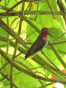 Hummingbird Story Image