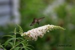Hummingbird at butterfly bush