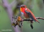 Rufous Male 550pix