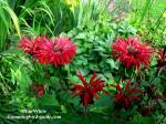 Bee-Balm-Our-600px.jpg