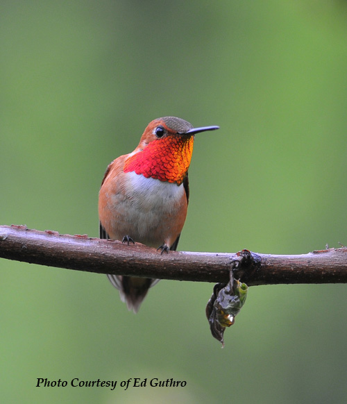 Rufous-Hummingbird-male-500.jpg