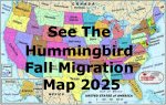 Hummingbird Fall Migration Map 2025