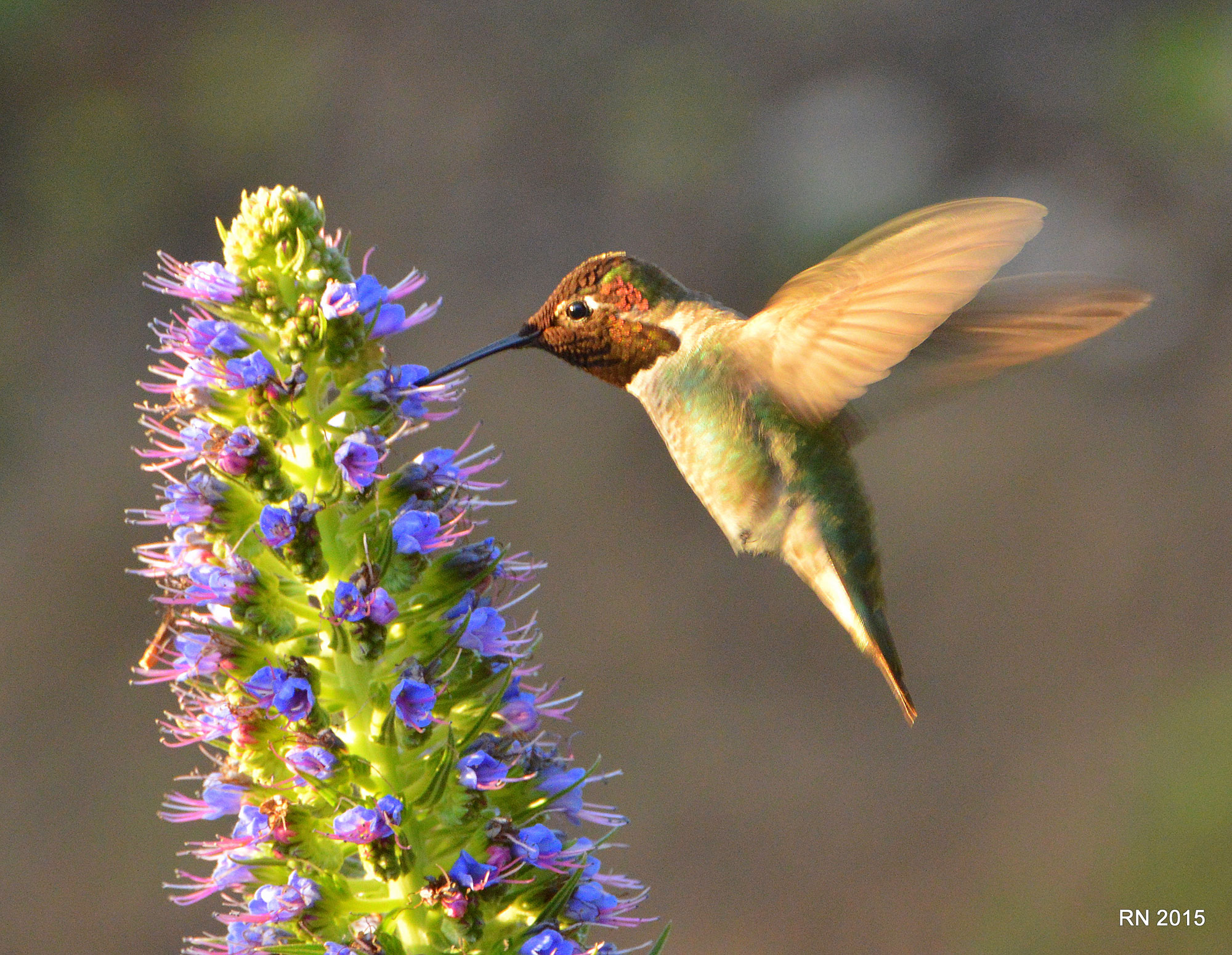 hummingbird pictures