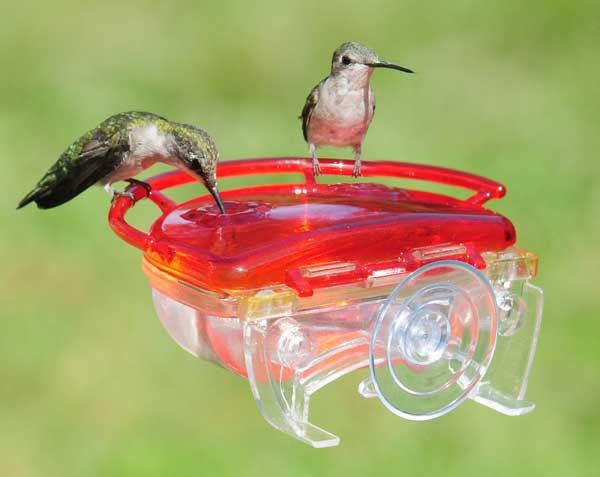 Gem 4 oz. Window Hummingbird Feeder
