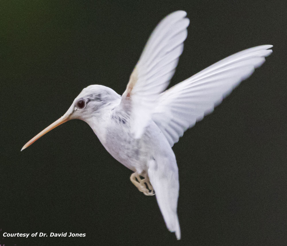 Albino Hummingbird Image