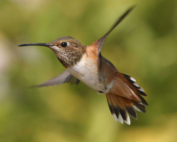 Female Allen's Hummingbird