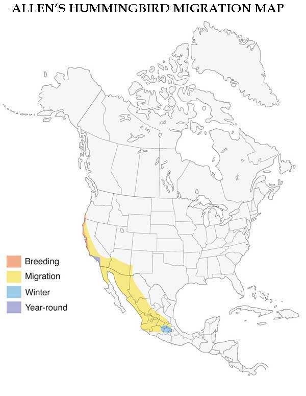 Allen's Hummingbird Migration Map