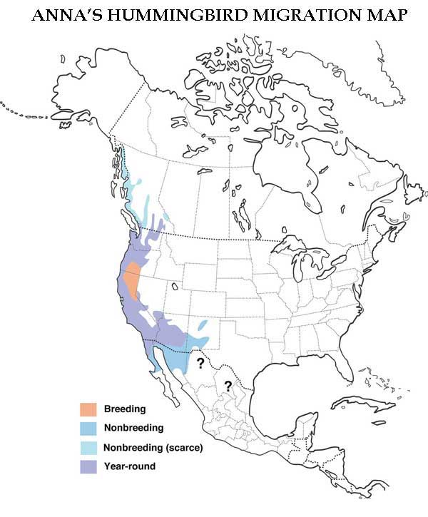 Anna's Hummingbird Migration Map