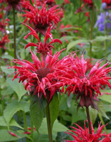 Bee Balm