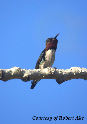 Bee Hummingbird