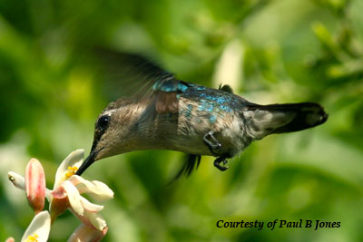 Female Bee Hummingbird