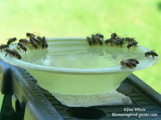 Bees can be a problem at hummingbird feeders