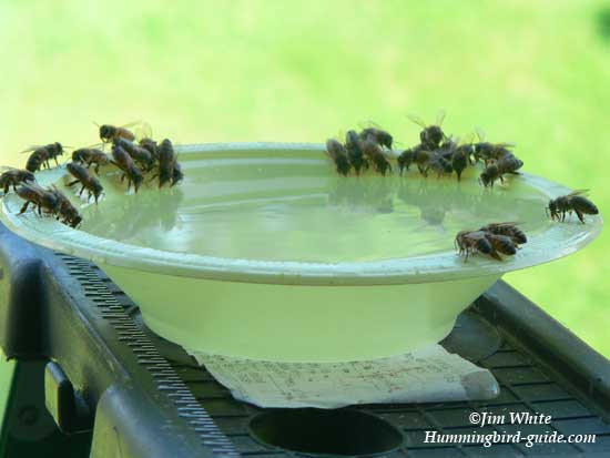 Oneybees on the Bowl with the 2 to 1 Ratio of Nectar