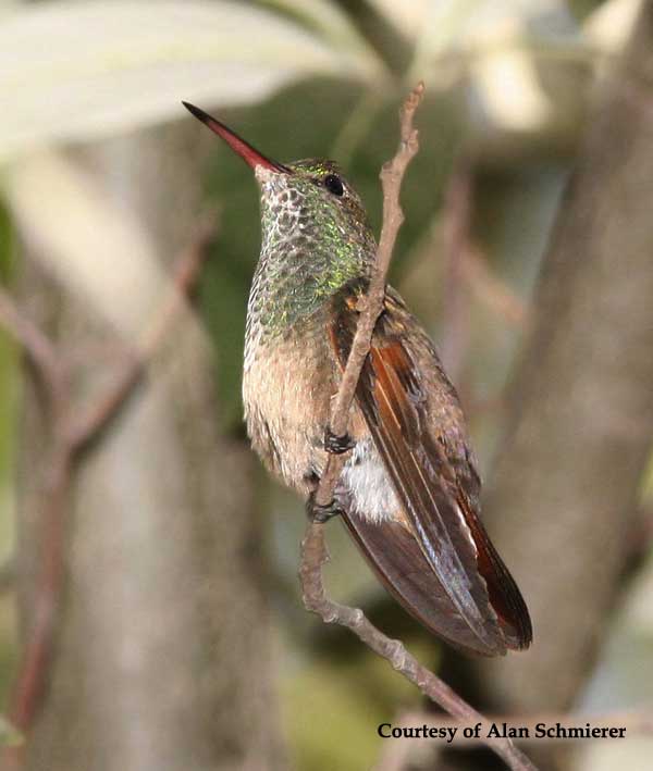 Berylline Hummingbird Female