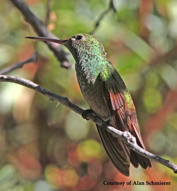 Berylline Hummingbird Male