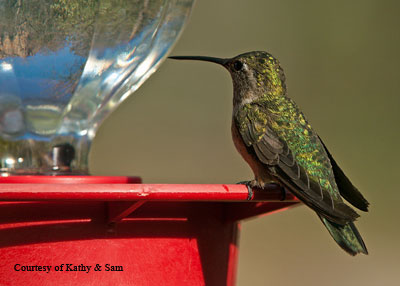 Female Black-chinned Hummingbird