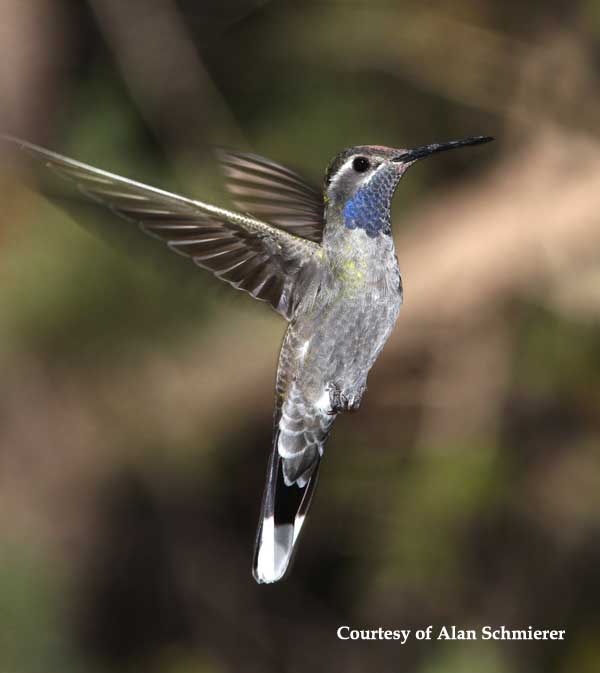 Blue-throated Hummingbird Male