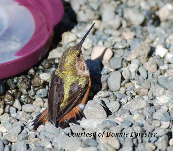 Hummingbird on the Ground