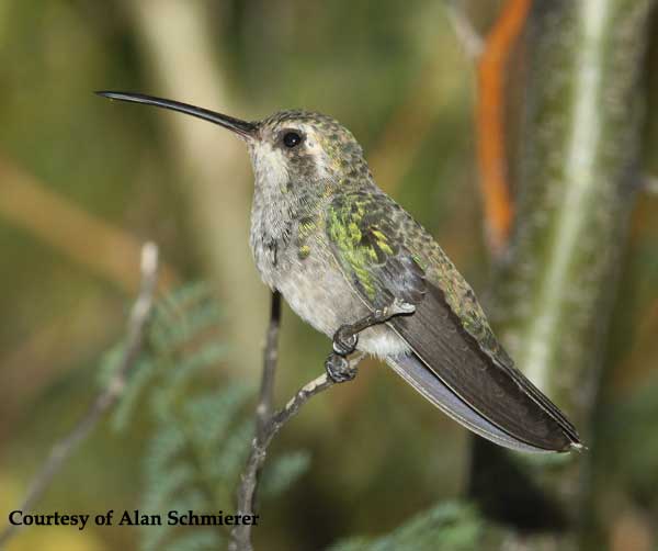 Broad-billed Hummingbird Female