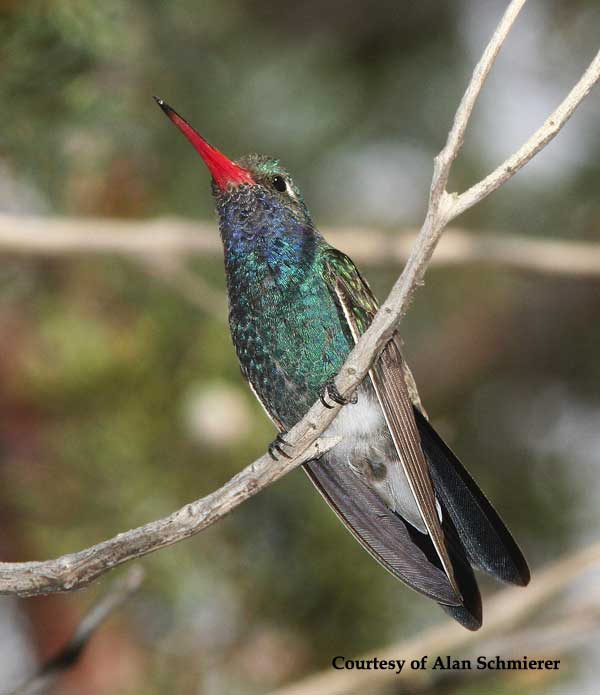 Broad-billed Hummingbird Male