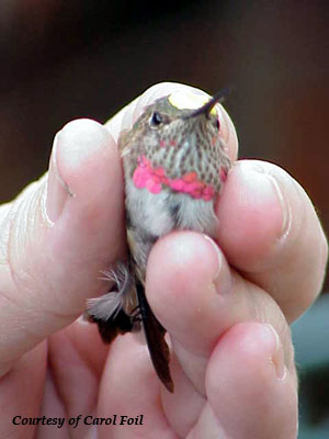 Broad-tailed Hummingbird - Juvenile