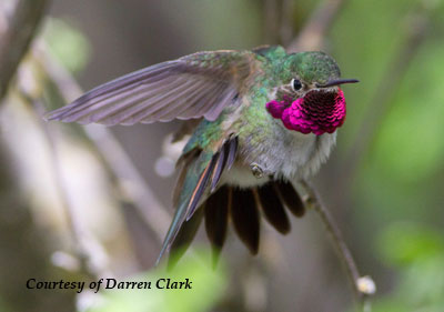 Broad-tailed Hummingbird - Male