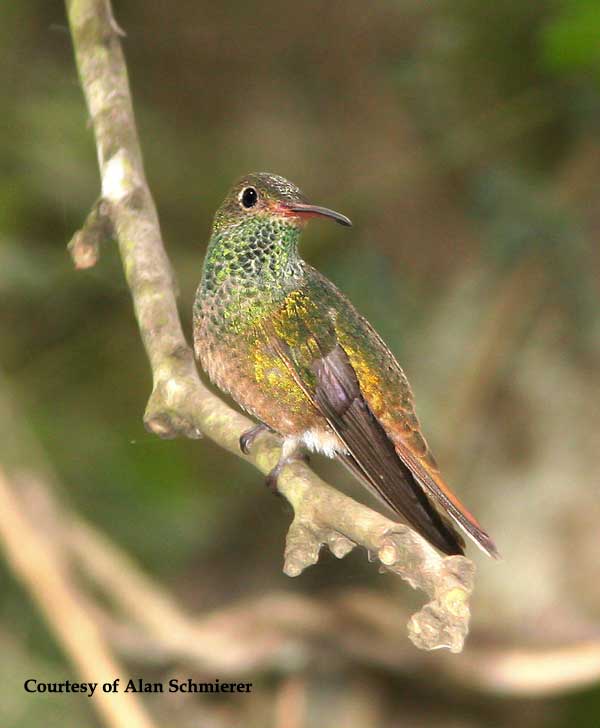 Buff-bellied Hummingbird Female