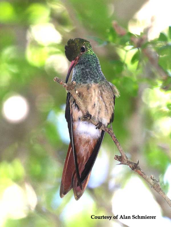 Buff-bellied Hummingbird Male