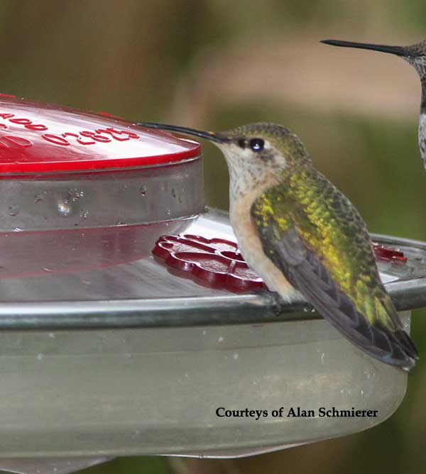 Calliope Hummingbird Female