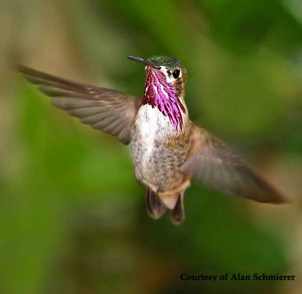 Calliope Hummingbird Male