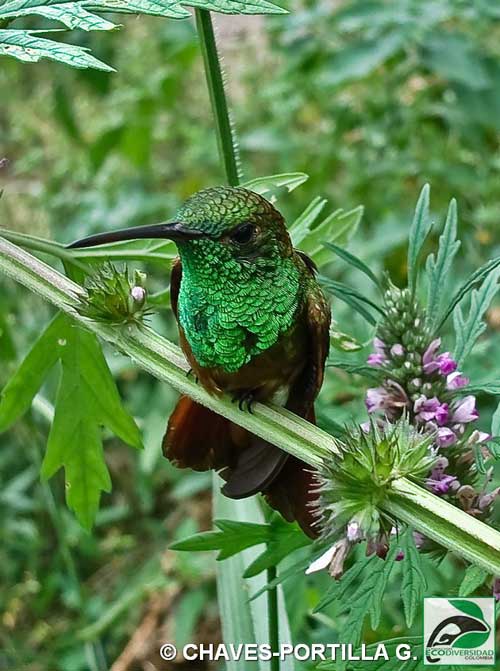 Chestnut-bellied Hummingbird