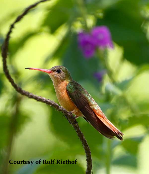 Cinnamon Hummingbird