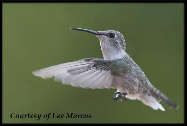 Female Costa's Hummingbird in Flight