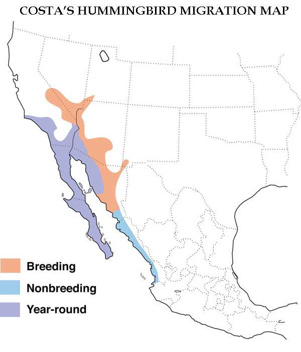Costa's Hummingbird Migration Map